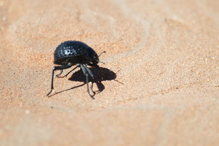 stenocara-beetle