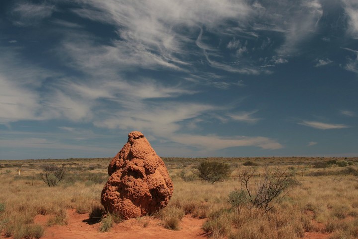termite-mound